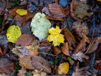 Bunte Mischung an Herbstlaub am Waldboden